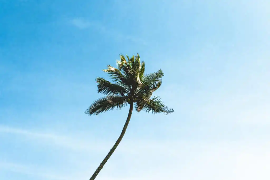 Sri Lanka Travel Guide - Eine einzelne hohe Palme mit grünen Wedeln steht vor einem klaren blauen Himmel, leicht zur Seite gebogen - eine klassische Szene an einem ruhigen Strand Sri Lankas. - Travel Eat Love - Sri Lanka