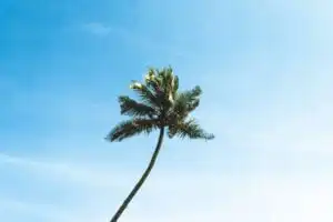 Sri Lanka Travel Guide - Eine einzelne hohe Palme mit grünen Wedeln steht vor einem klaren blauen Himmel, leicht zur Seite gebogen - eine klassische Szene an einem ruhigen Strand Sri Lankas. - Travel Eat Love - Sri Lanka