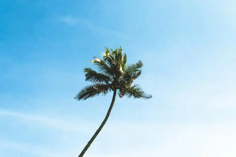 Sri Lanka Travel Guide - Eine einzelne hohe Palme mit grünen Wedeln steht vor einem klaren blauen Himmel, leicht zur Seite gebogen - eine klassische Szene an einem ruhigen Strand Sri Lankas. - Travel Eat Love - Sri Lanka