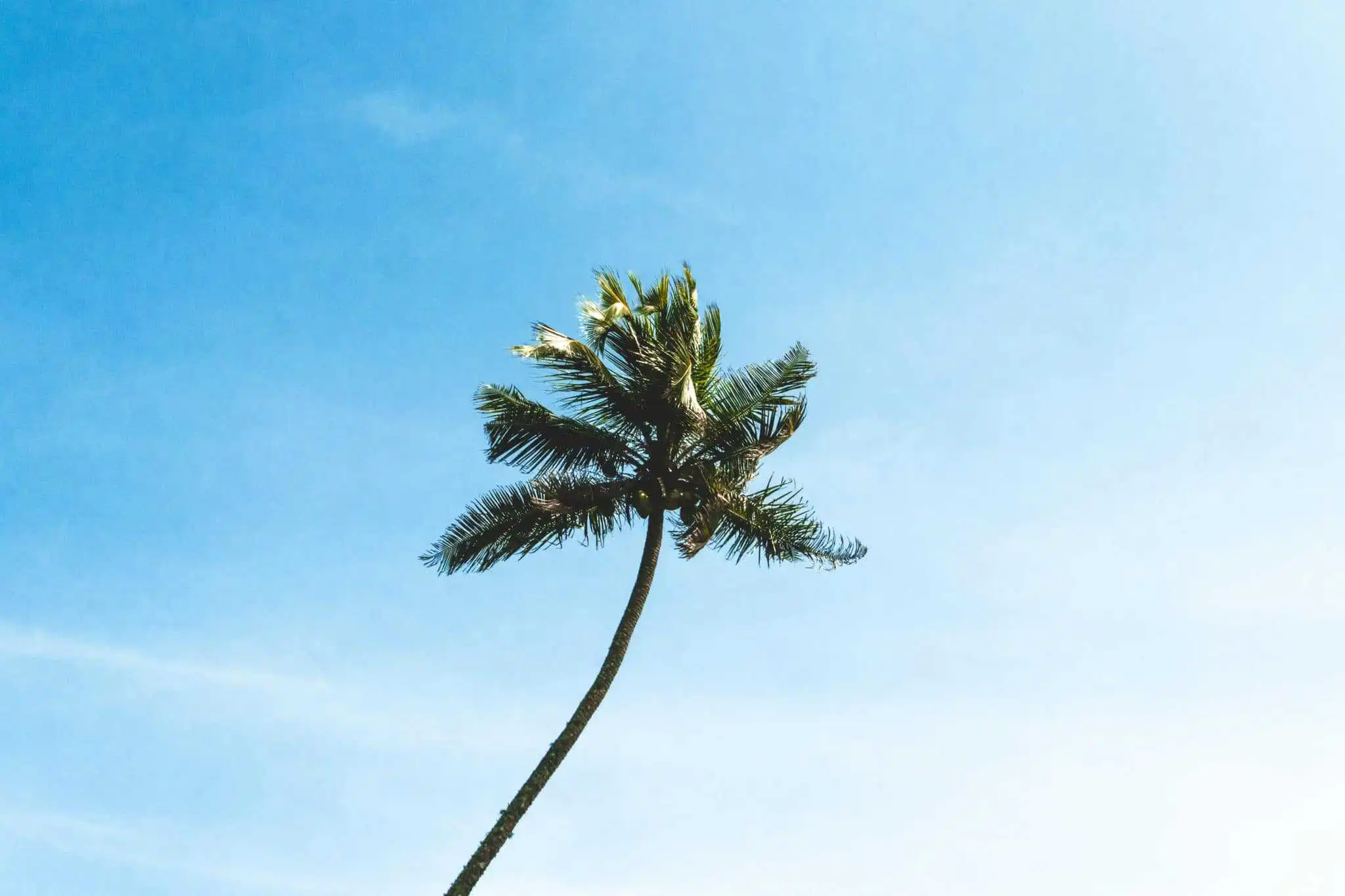 Sri Lanka Travel Guide - Eine einzelne hohe Palme mit grünen Wedeln steht vor einem klaren blauen Himmel, leicht zur Seite gebogen - eine klassische Szene an einem ruhigen Strand Sri Lankas. - Travel Eat Love - Sri Lanka