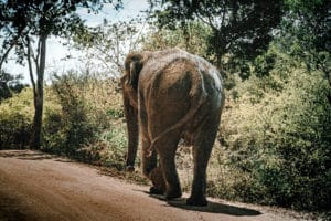 Yala Nationalpark - Elefant