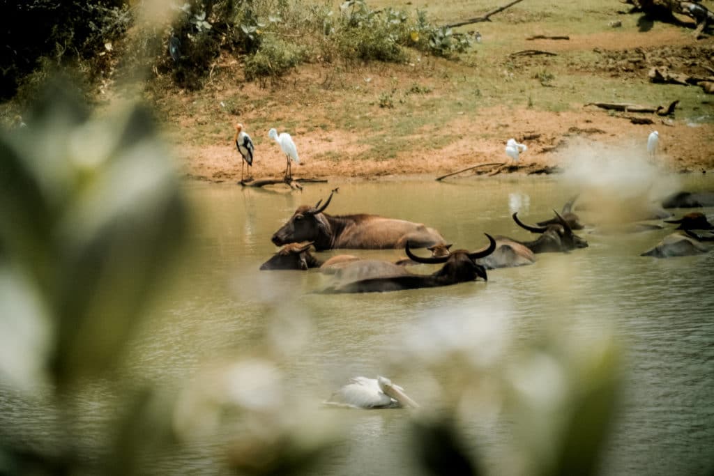 Yala National Park- Water buffalo