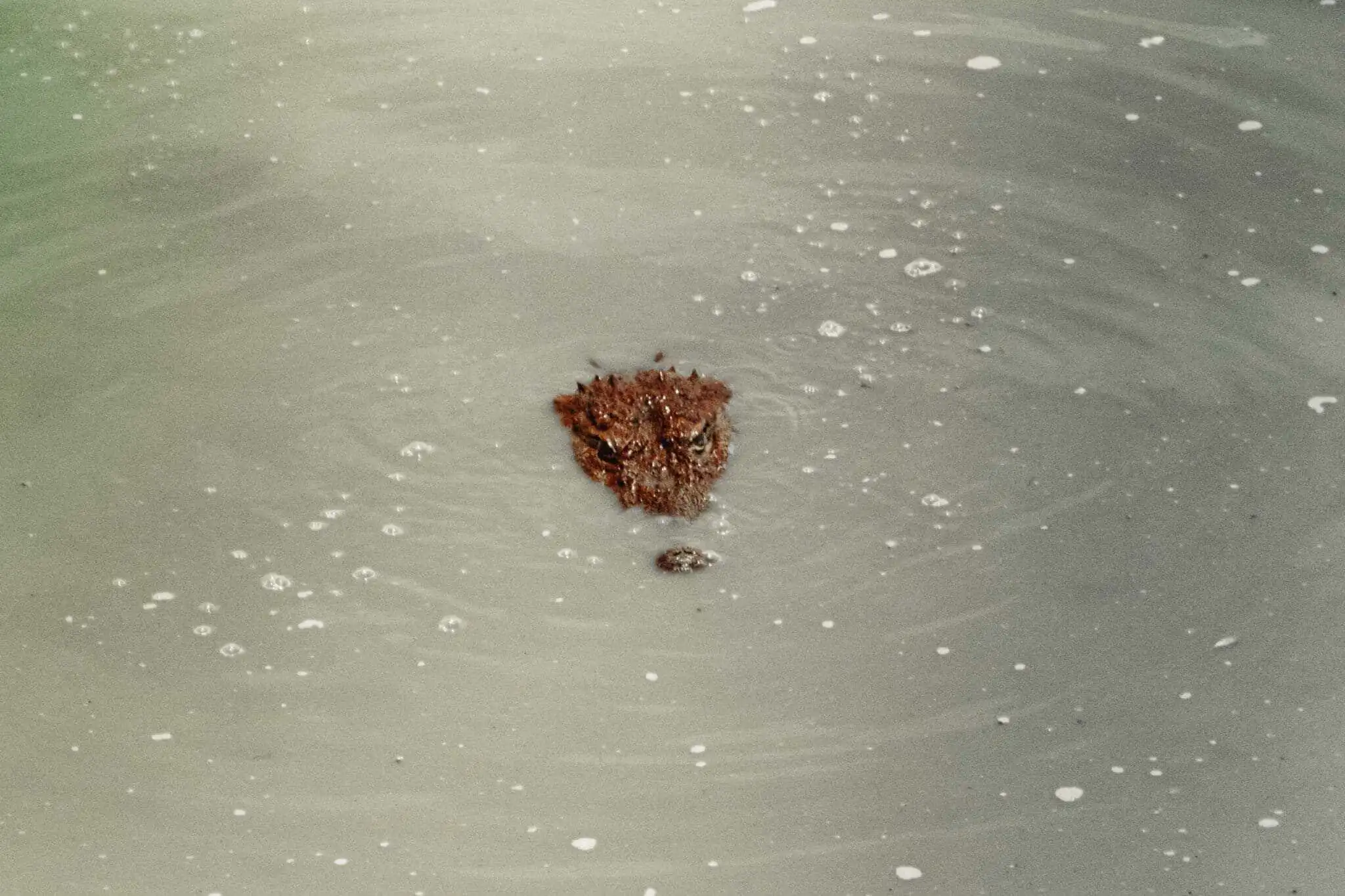 Yala Nationalpark Krokodil