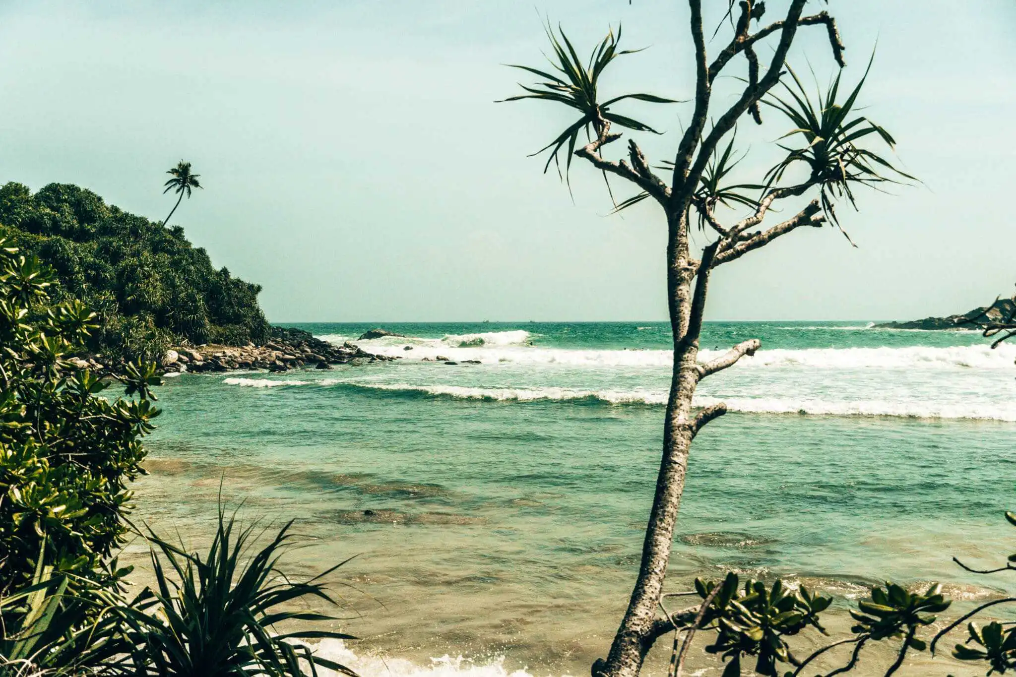 Sri Lanka Travel Guide - Eine tropische Küste mit klarem blauem Wasser, sanften Wellen und üppig grünen Bäumen. Im Vordergrund sticht ein Baum mit stacheligen Blättern hervor, der die Schönheit des Strandes von Sri Lanka unter einem hellen Himmel und fernen felsigen Hügeln einfängt. - Travel Eat Love - Sri Lanka