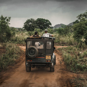 Sri Lanka Reiseführer - Safari