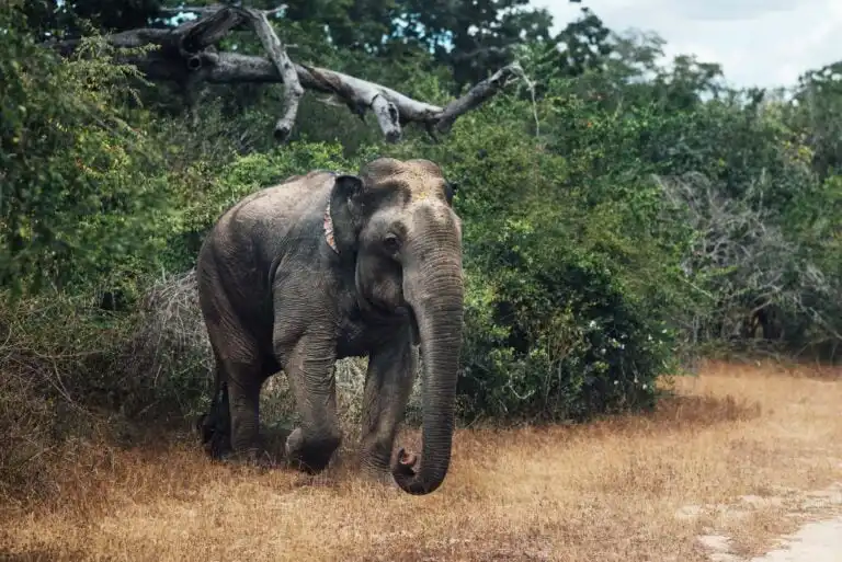 Yala Nationalpark - Elefant