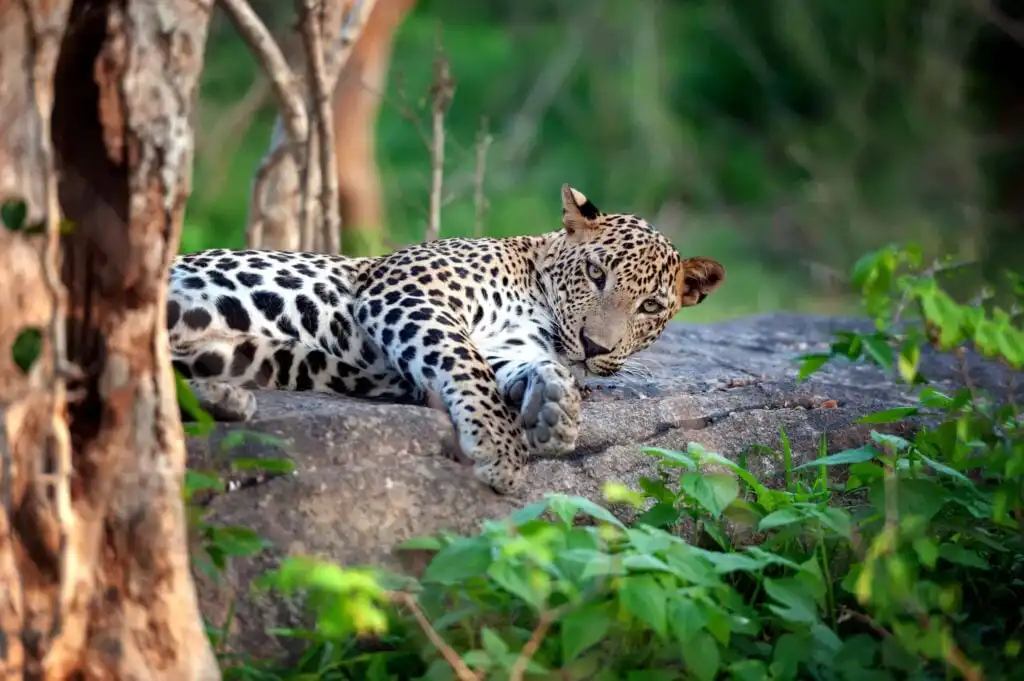 Yala Nationalpark - Leopard