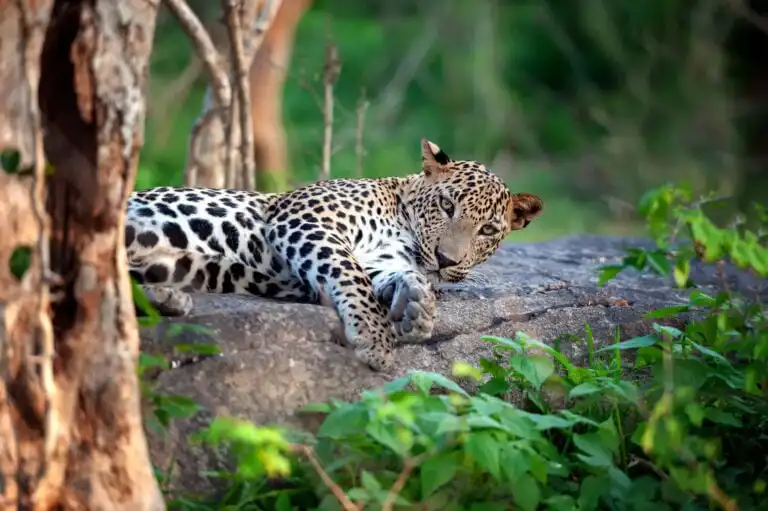 Yala Nationalpark - Leopard