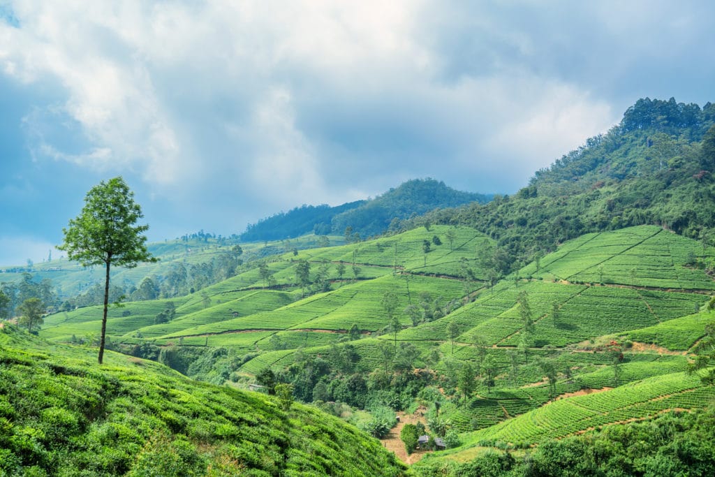 tea plantation landscape in sri lanka JS63B54