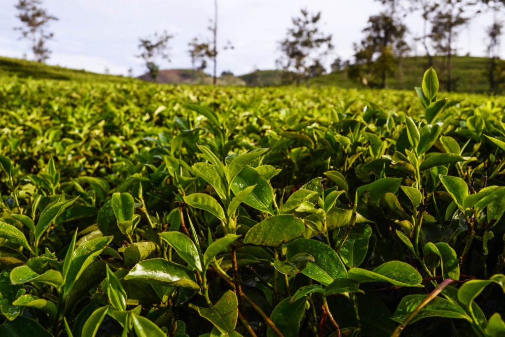 Tee in Sri Lanka