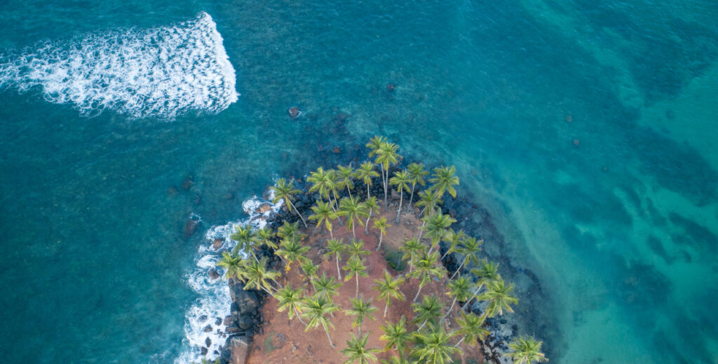 Aerial view of palm trees on seaside island