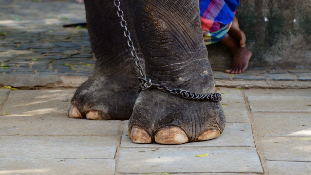 Chained elephant legs close up, human legs in the background.