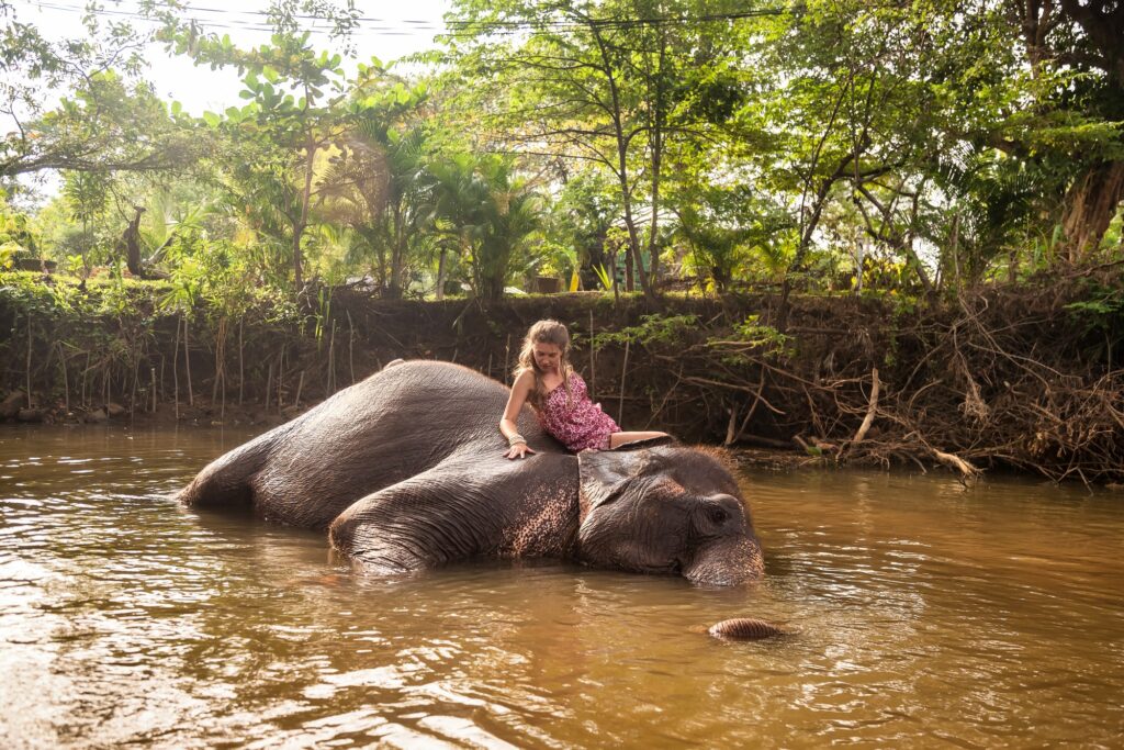 Cute lady tourist un summer clothe washing elephant in countryside river Sri Lanka, swimming him