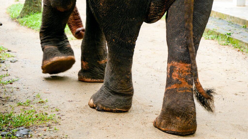 Elphant legs with marks from metal chains and ropes