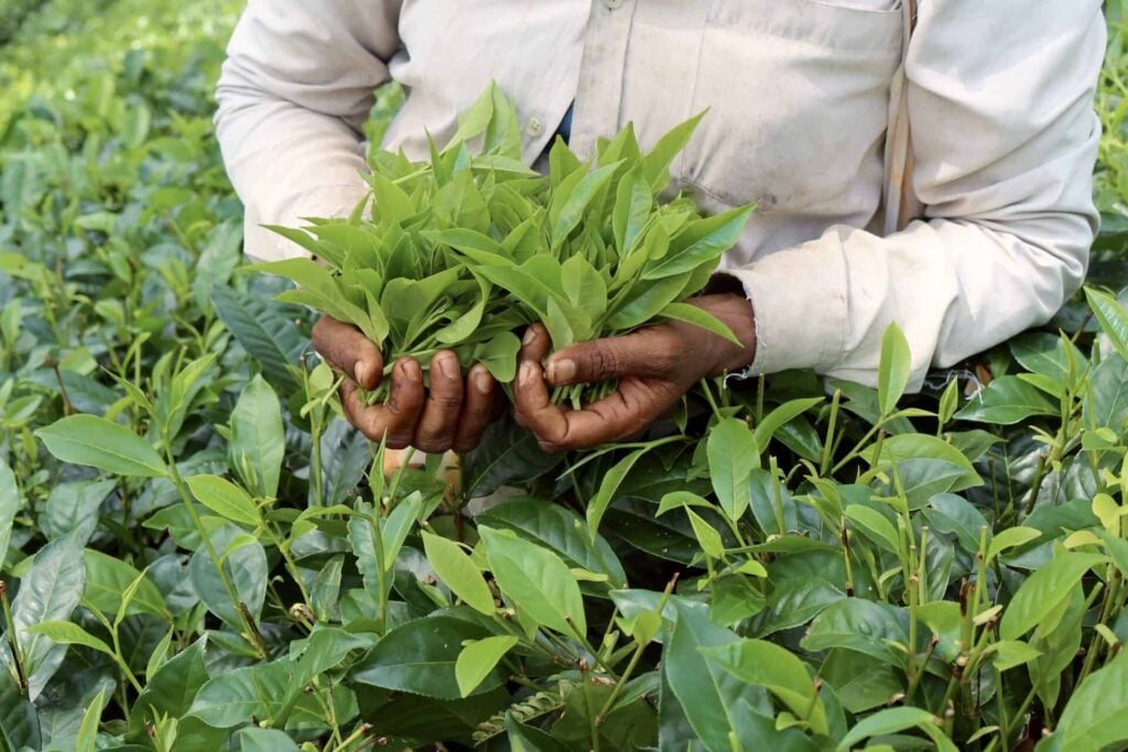 A tea picker with tea leaves in her hands on tea plantation in Sri Lanka.