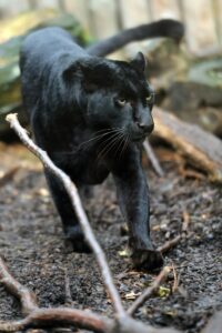 Black leopard