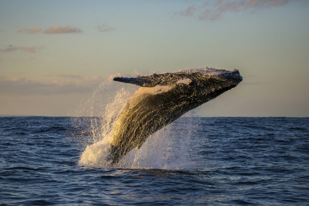 Humpback whale breach off the northern beaches of Sydney, Australia