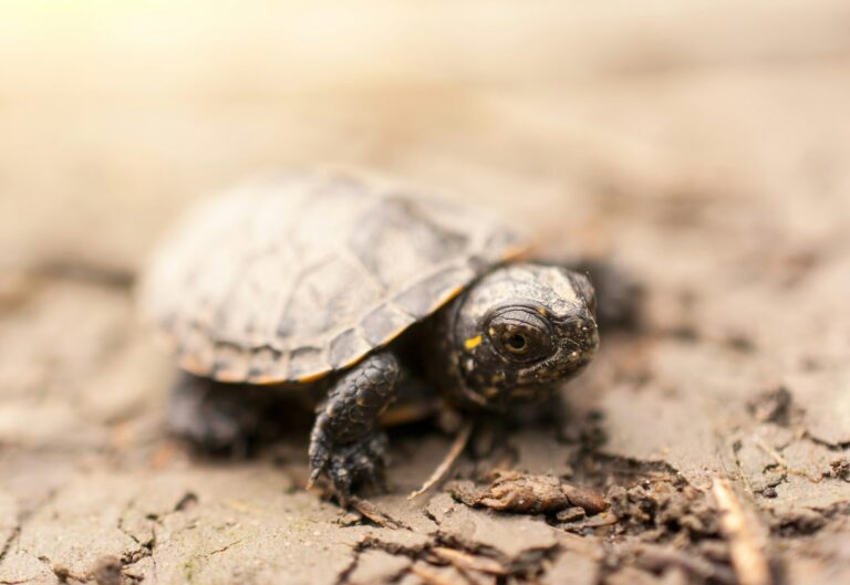 Baby Turtle