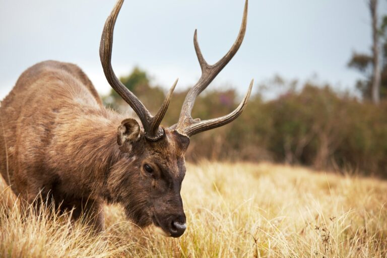 Elk on Sri Lanka