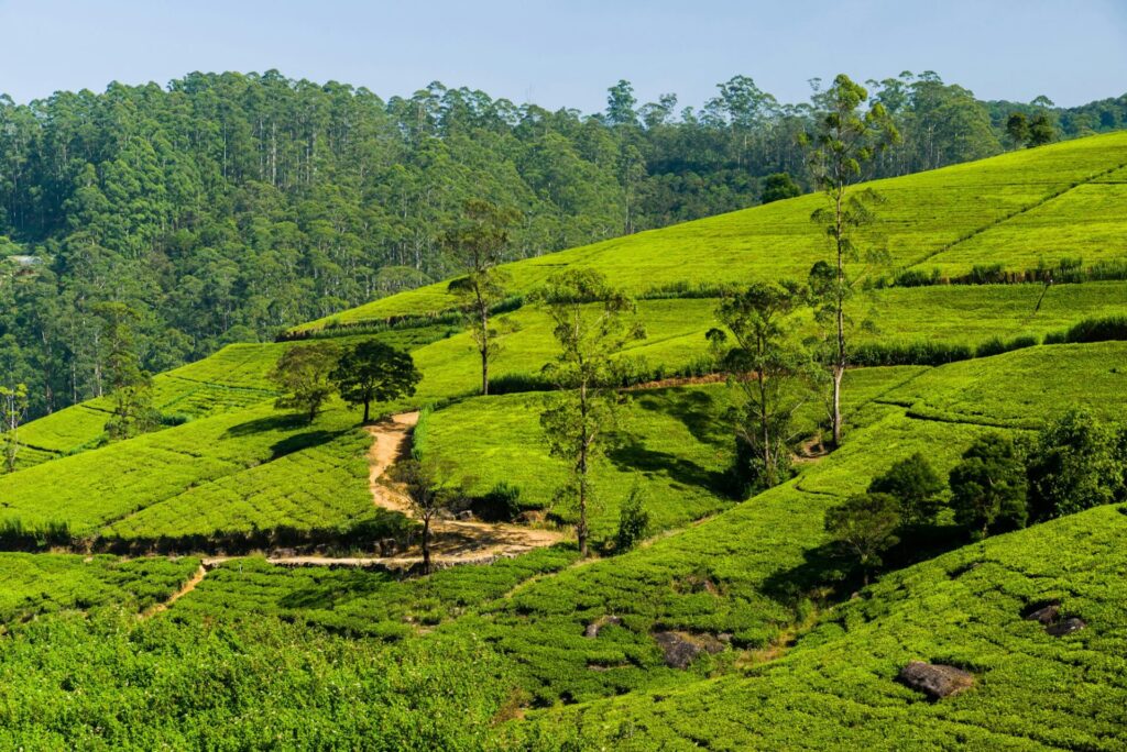 Green tea plantation in the mountains. Sri Lanka