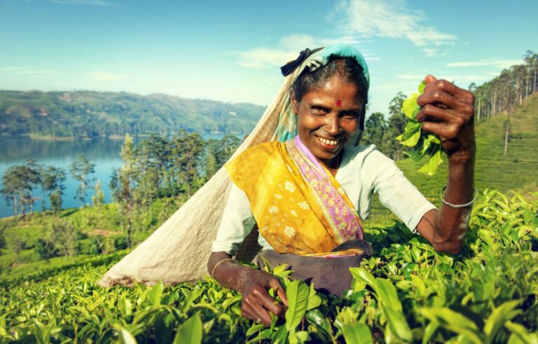 Indigenous Sri Lankan Tea Picker Harvesting Concept