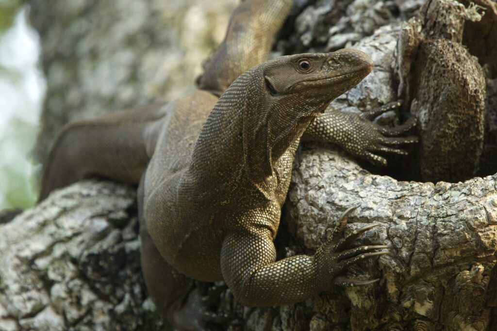 Land monitor lizard (Varanus bengalensis), Yala National Park, Sri lanka