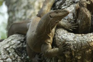 Land monitor lizard (Varanus bengalensis), Yala National Park, Sri Lanka