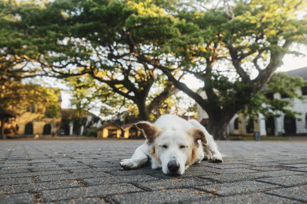 Lost dog sleeping on street