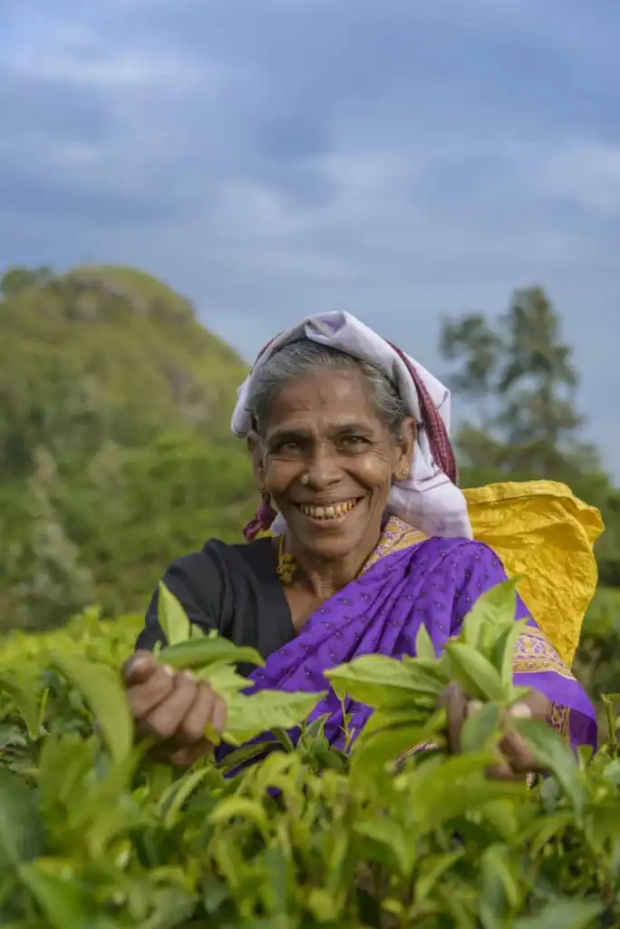 Sri Lanka, Smiling woman plucking tea