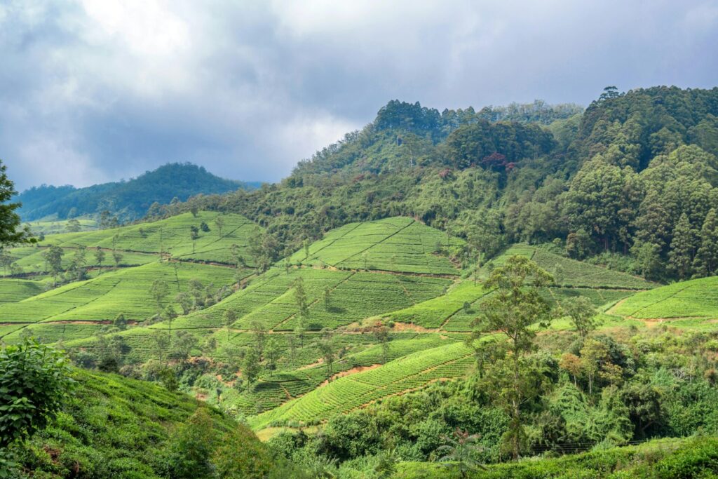 Tea plantation landscape in Sri Lanka