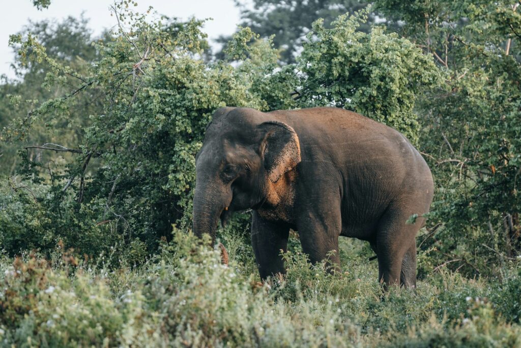 Wild Sri Lankan Elephant during safari game drive in Udawalawa National Park