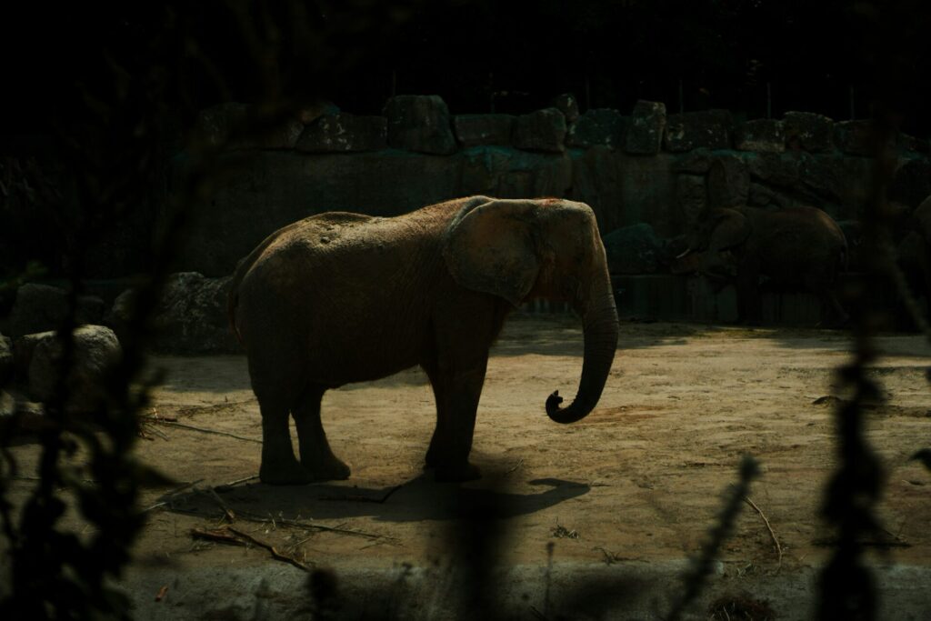 An elephant in the zoo