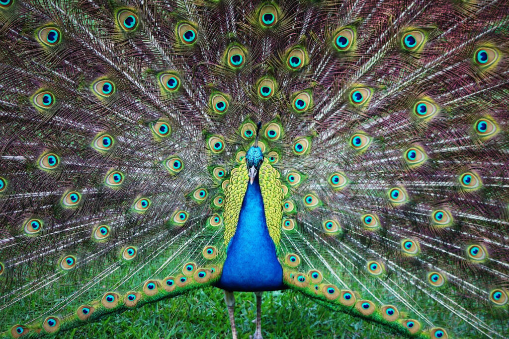 Beautiful peacock with his feathers open