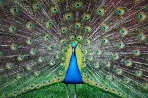 Beautiful peacock with his feathers open