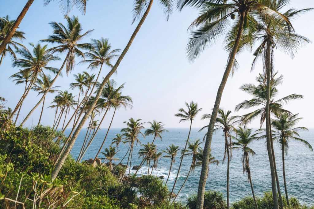 beautiful scenic view of palm trees on coastline, mirissa, sri lanka