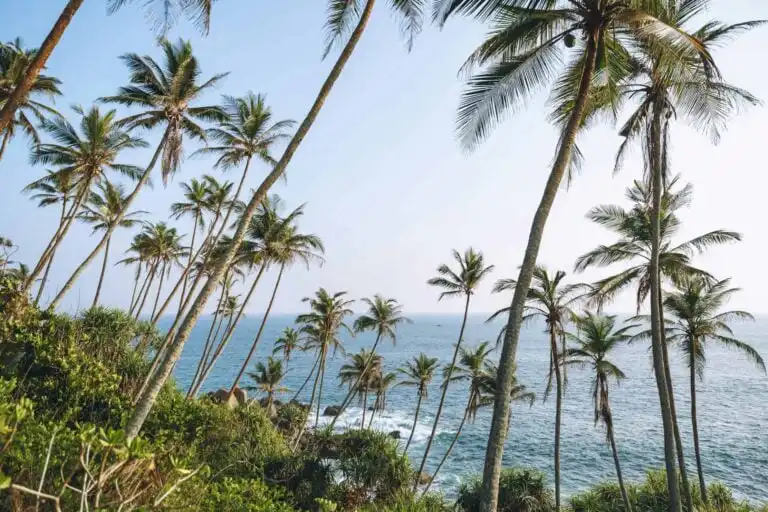 beautiful scenic view of palm trees on coastline, mirissa, sri lanka