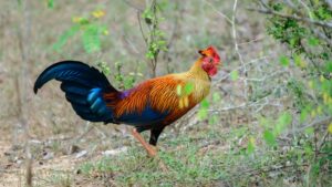 Beautiful Sri Lankan junglefowl foraging at Yala national park, the colorful national bird