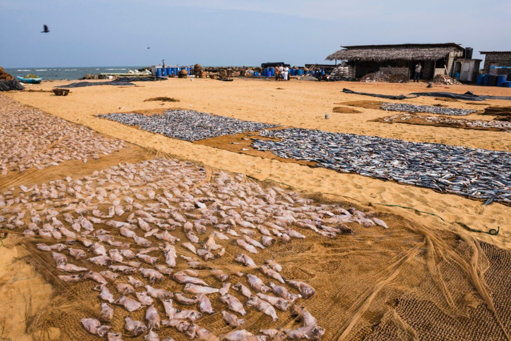 Westküste Sri Lanka - Fischmarkt