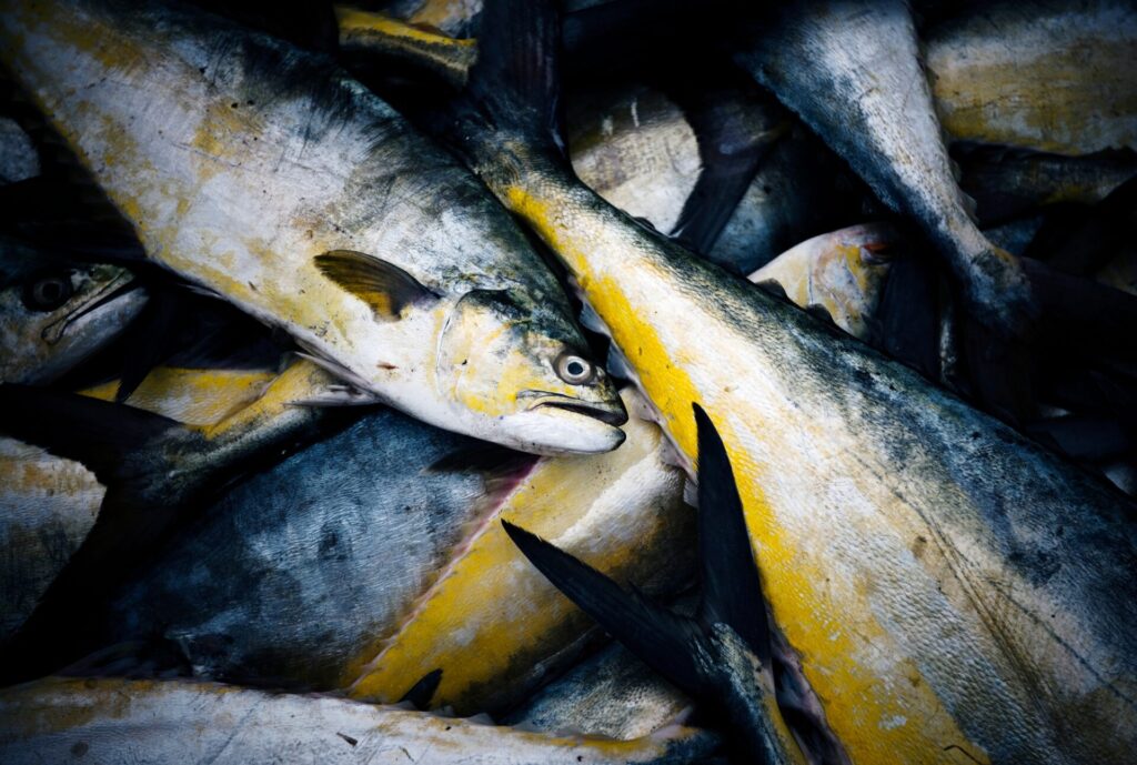 Westküste Sri Lanka - Fischmarkt