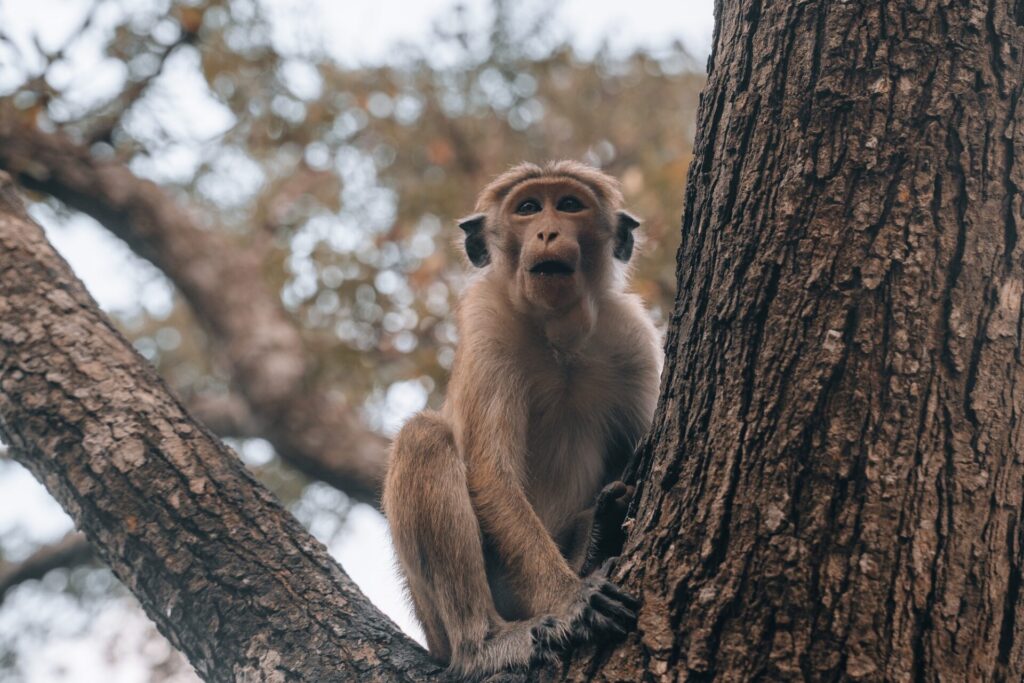 Wild toque macaque monkey during the morning in Sigiriya, National Park