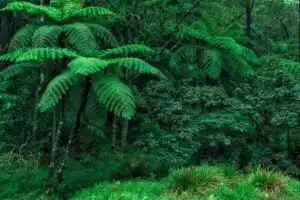 Rainforest on Sri Lanka