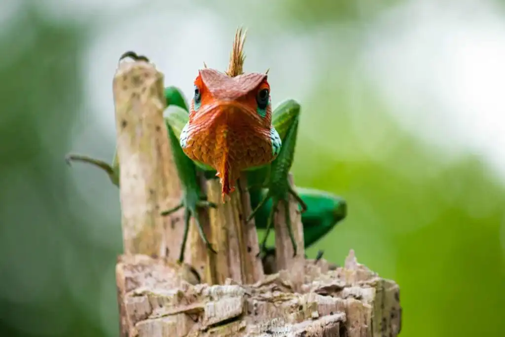Common green forest lizard on a wooden pole,