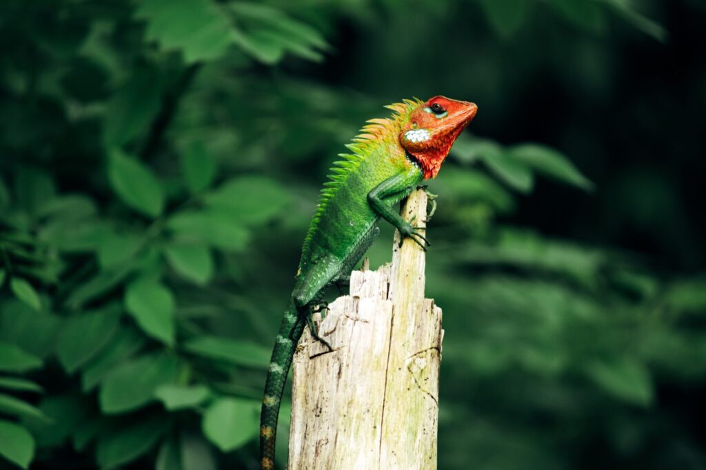 Gewone groene boshagedis op een houten paal in het Sinharaja regenwoud,
