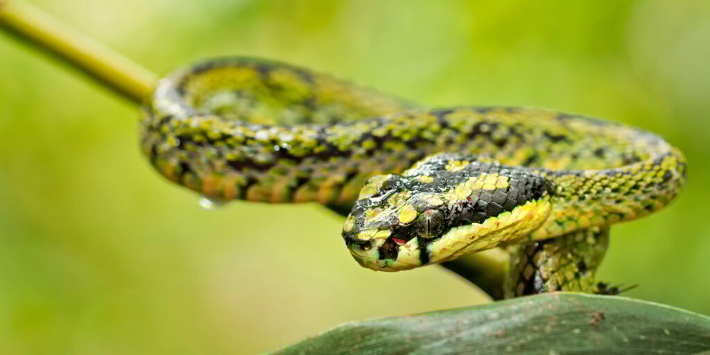 Sri Lankaanse groene kuiladder, regenwoud Sinharaja Nationaal Park, Sri Lanka