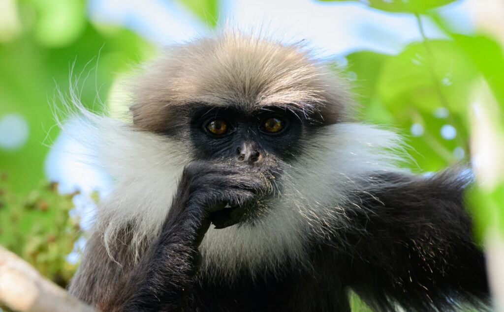 Western purple-faced langur (trachypithecus vetulus nestor) kijkt naar de camera,